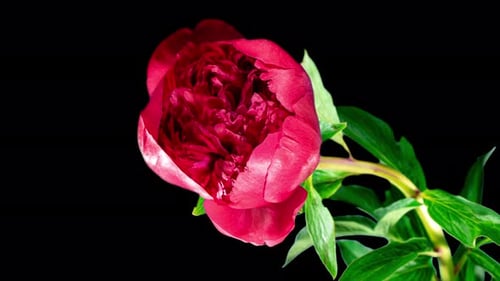 Red Peony Open Flower in Time Lapse on a Black Background. Wedding Concept. Side View on Pink Flower