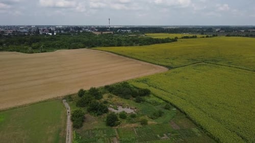 Agricultural Field Blooming Sunflowers Brown Plowed Field Field of Ripe Wheat