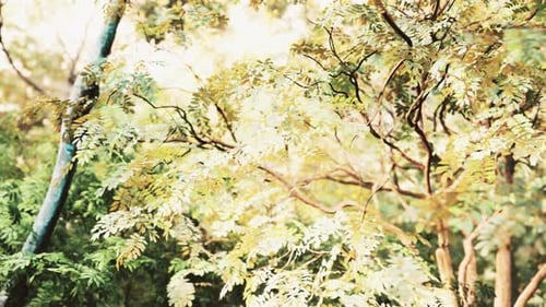 La forêt tropicale brumeuse et le soleil brille à travers les branches des arbres