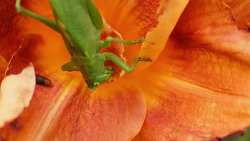 A close up shot of a green great grasshopper head eating an orange blossoming flower. Static shot.