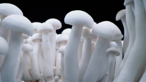 Delicate White Beech Mushrooms, Close Up