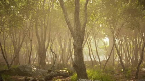 Lush Forest at Sunrise with Mist Weaving Through Trees on a Tranquil Morning