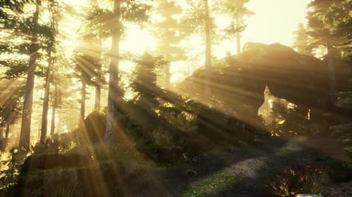 Sun Rising in a Forest with Fog