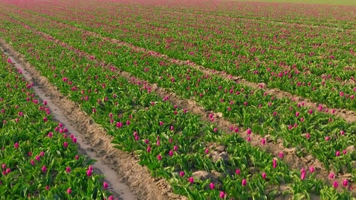 Pink Tulips Blooming in a Rural Field