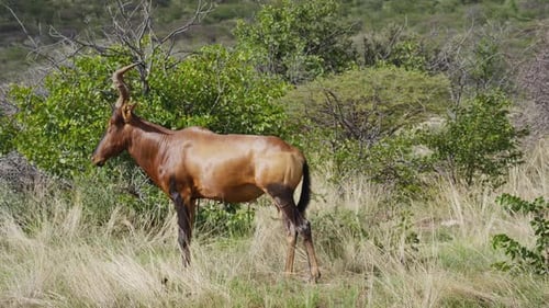 Hartebeest Antelope Grazing in Tall Grass of African Savanna Exploring Bush and Grassland of