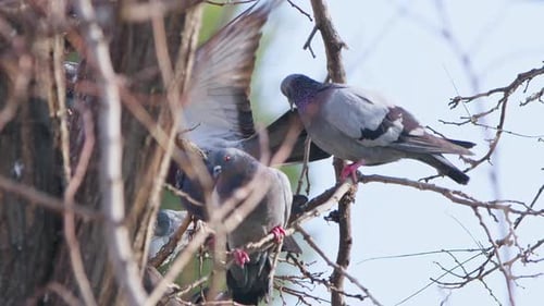 Tier, Vogel, Tauben, Tauben auf einem Baum (3)