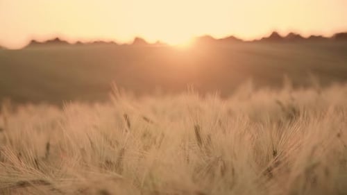 Magnificent Golden Hour Lighting Over the Rural Agricultural Field