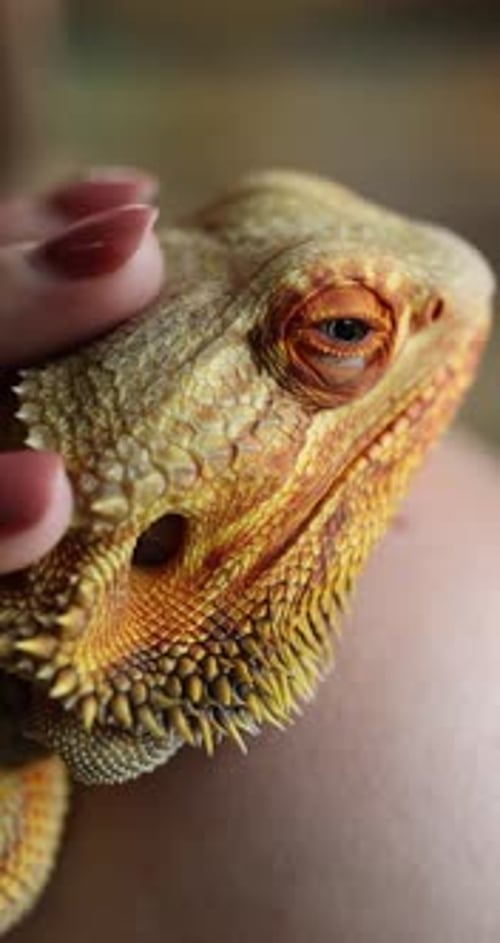 Slow-Motion Trust : une femme caresse doucement son animal de compagnie Agama posé sur son épaule