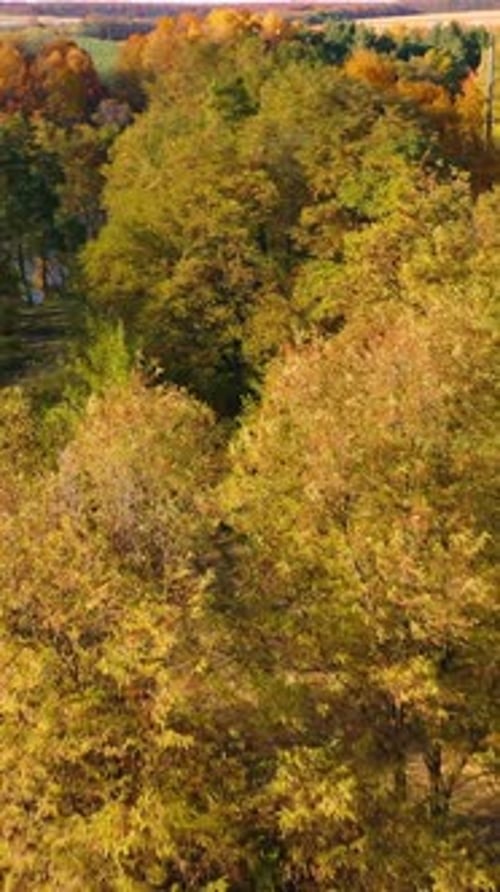 Flight over bright trees on blue water background. Golden top trees of a forest