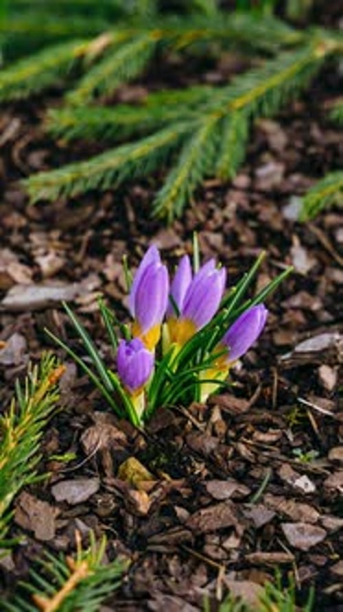 Vertical timelapse video of flower petals opening as the day comes. Spring flower blooming timelapse