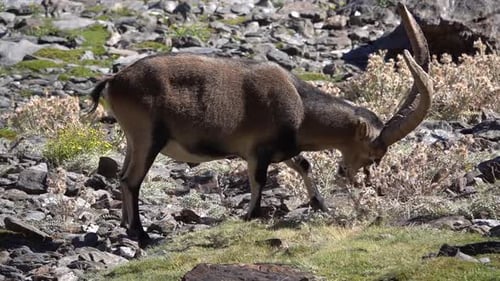 Großer männlicher südöstspanischer Steinbock (Capra pyrenaica hispanica)