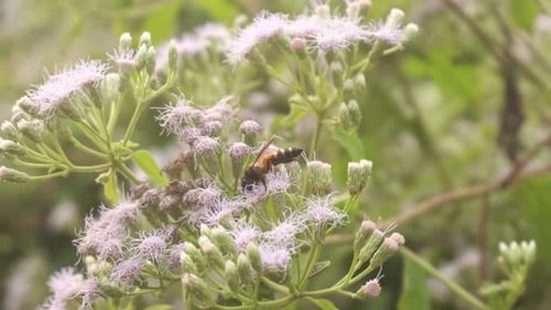 Bienen sammeln Honig von Wildblumen