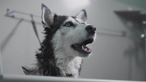 Ralentissement : un chien husky noir et blanc bâille et montre des dents blanches et propres et une langue. Chien fatigué