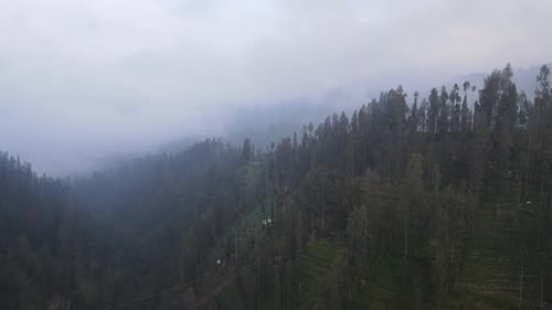 Rainy weather in mountains. Misty fog blowing over pine tree forest. Aerial footage of spruce forest