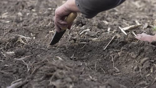 Close Up Planting in the Dirt on Farm