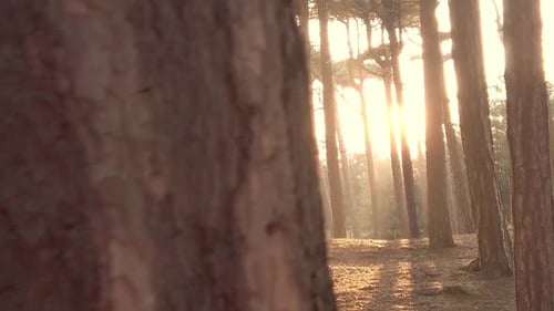 Künstlerisches Slomo-Dolly-Foto im Wald mit Sonnenstrahlen bei Sonnenuntergang und Sonnenaufgang