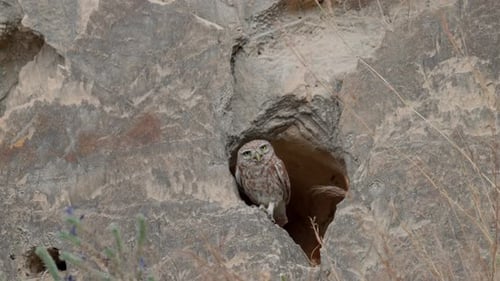 Kleine Eule (Athene noctua)