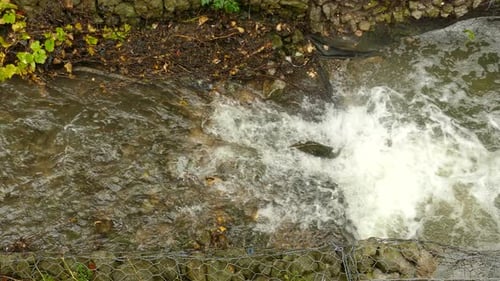 A fresh water brown trout tries and fails to jump up the small rapid in a narrow stream