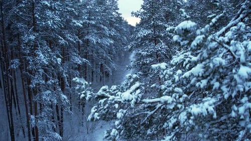 Pine and Fir Trees Forest Covered in Snow Aerial Landscape From Drone View Christmas is Coming Cold