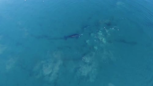Top-down Shot Of Mother And Baby Whales Playing In The Calm Blue Sea - aerial zoom-in