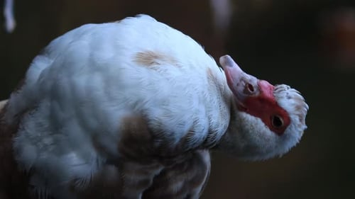 Cadre vertical représentant un gros plan d'un canard de Barbarie bâillant et agitant sa queue pour montrer son imposante prouesse