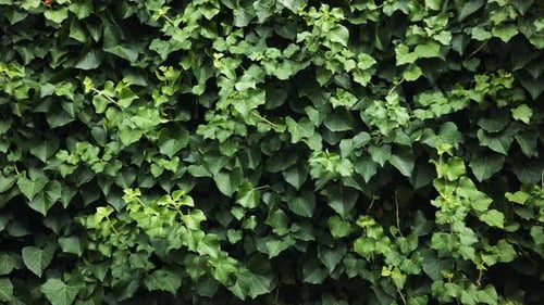 Verdant Ivy Cascading Over Weathered Stone Wall Framing Rustic Landscape Near Black Sea Coastline in