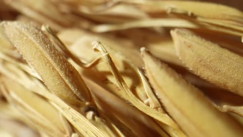 Macro shot of ears of rice. 4K.