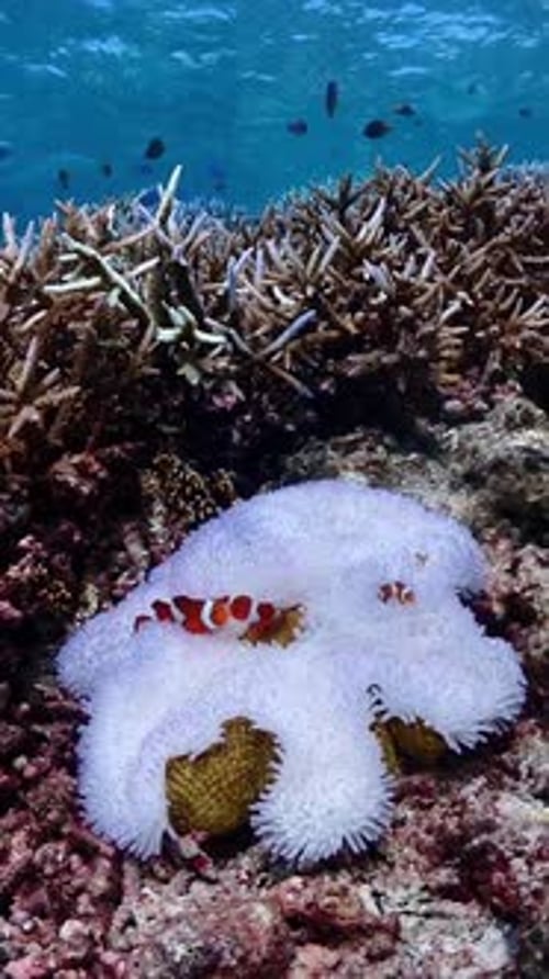 Colorful Clownfish Habitat on White Anemone