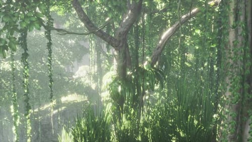 Rain Forest in Central America