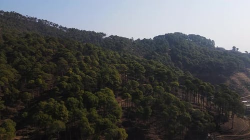 Aerial Drone View Flight over pine tree forest in Mountain at sunrise