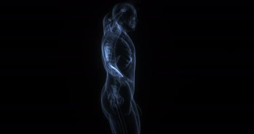 Animated 3D Human Skeleton X-Ray Rotation Scan
