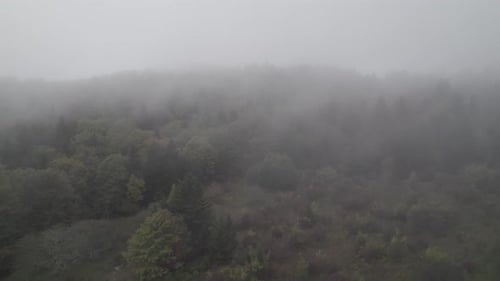Fängt das bezaubernde Ambiente eines dichten, nebligen Waldes und Graslands ein, eingebettet in den ruhigen Mou.