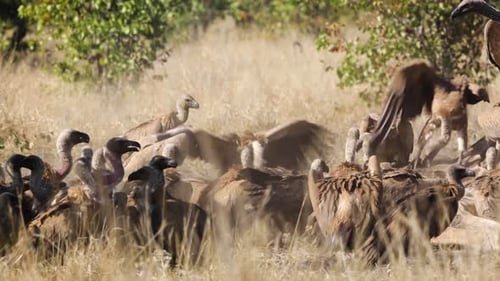 White backed Vultures in Kruger National park, South Africa