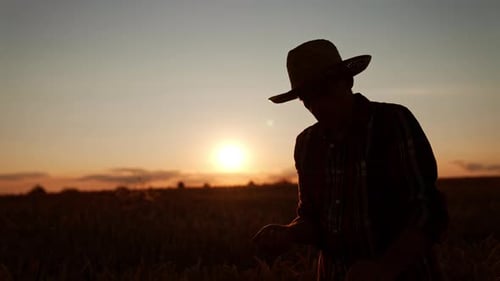 Farmer Silhouetted in Wheat Field at Sunset