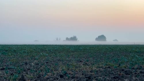 Pan shot of morning mist over open field at sunrise. Trees in the fog. Magic autumn morning.