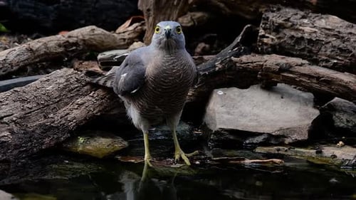 The Shikra is a small Bird of Prey found in Asia and Africa. This raptor’s diet consist of insects,
