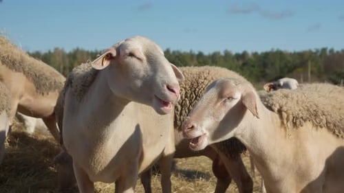A flock of purebred Lacaune dairy sheep eat hay from a bale on a rural pasture.