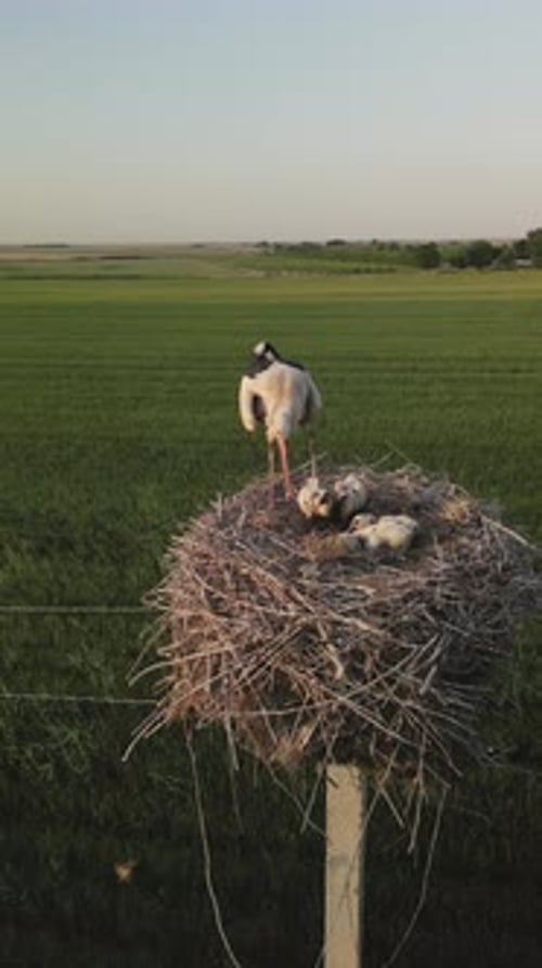 Cigogne blanche nourrissant des poussins dans un nid au-dessus d'un champ vert, scène de faune rurale