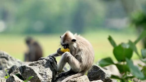 Breathtaking And Beautiful View Of Gray Langur