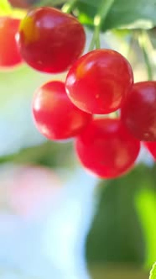 Une grappe de cerises rouges mûres sur une branche d'arbre est une source de nourriture naturelle