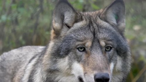 Majestic Eurasian Scandinavian Grey Wolf looking around amidst cold forest - Close up portrait