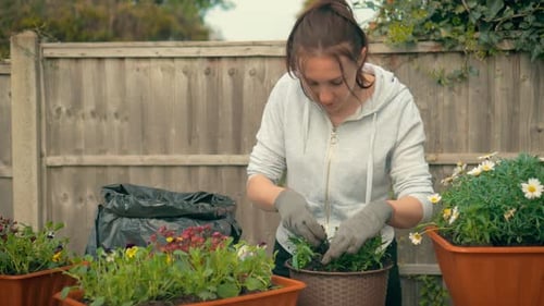Woman Gardening and Planting Flowers in Backyard Garden