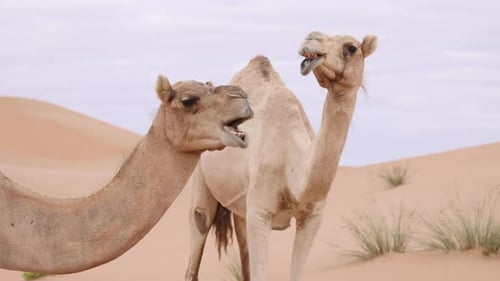 Two Middle Eastern Camels in the Desert in UAE