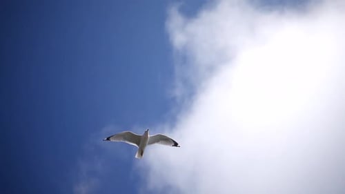 Slow Mo Seagull Flying Overhead Clouds And Blue Sky