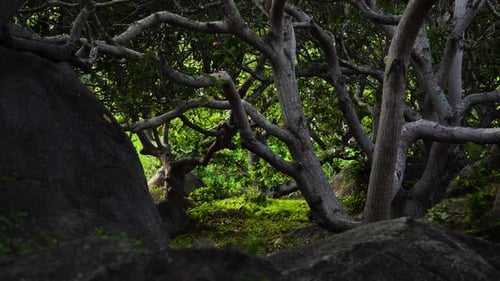 Slow dolly out shot of Cashew nut trees with butterflies flying around them in Vietnam.