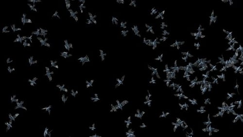 Realistic Flock of Birds Flying Seamlessly with Alpha Channel
