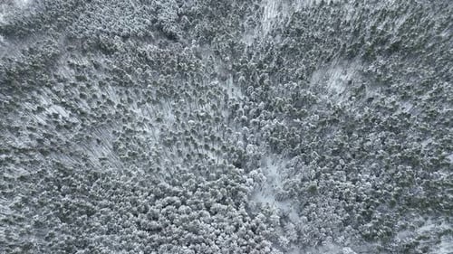 Aerial view of snow covered forest, France.