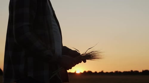 Farmer in Front of a Sunset Agricultural Landscape Man in a Countryside Field Country Life Food