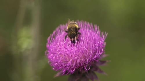 Close up bee colecting nectar at purple flower macro lense slow motion 60 fps