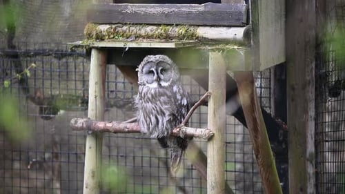 Beautiful Great Grey Owl (Strix nebulosa) looking towards the camera from inside the Zoo enclosure o